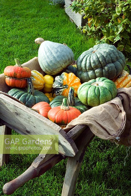 Wheelbarrow of colourful heritage variety pumpkin and squashes on lawn of Autumn garden varieties include Queensland Blue, Winter Festival, Turks Turban and Blue Ballet