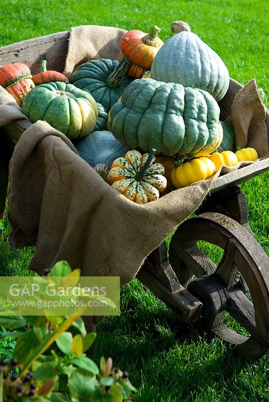 Group of heritage variety pumpkins - squashes in old wheelbarrow including large 'Queensland Blue', Blue Ballet', multicolored 'Winter Festival' and orange 'Turks Turban' against lawn background