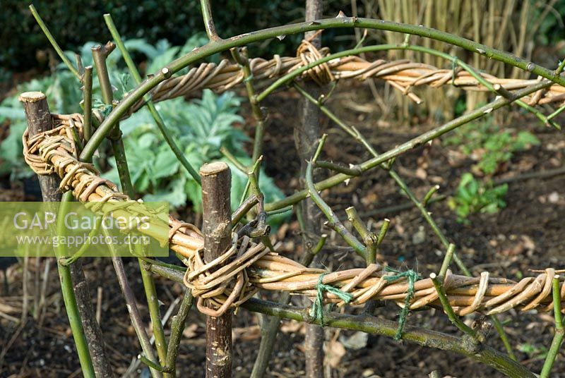 Homemade willow support for Rosa in winter border detail - Coton Manor, Northants