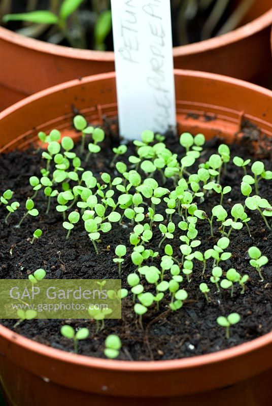 Petunia seedlings in pot in greenhouse labelled
