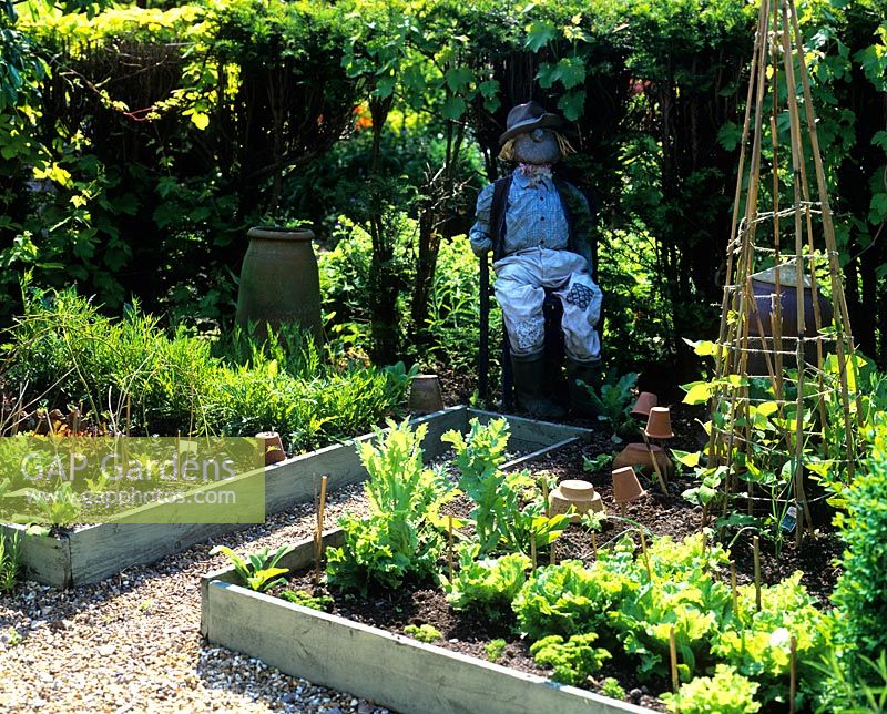 Vegetable garden with scarecrow