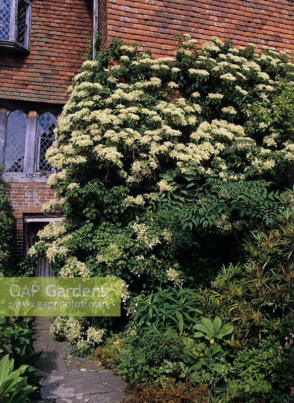 Hydrangea anomala subsp. petiolaris AGM - by entrance - Great Dixter, Sussex