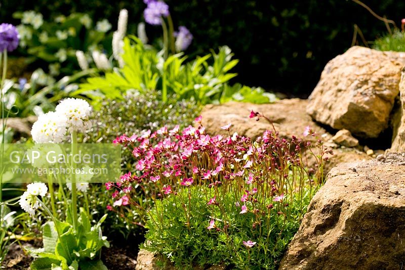 Rock garden featuring Saxifrage 