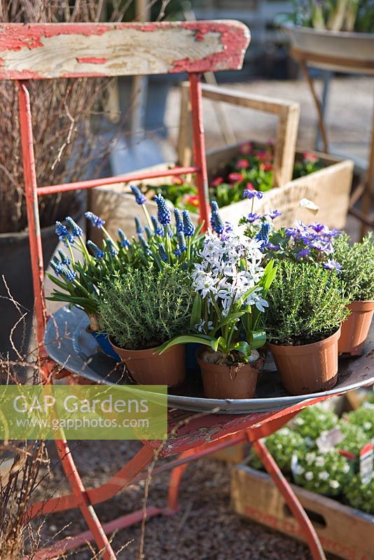 Spring flowers - Muscari and Thymus in pots on chair