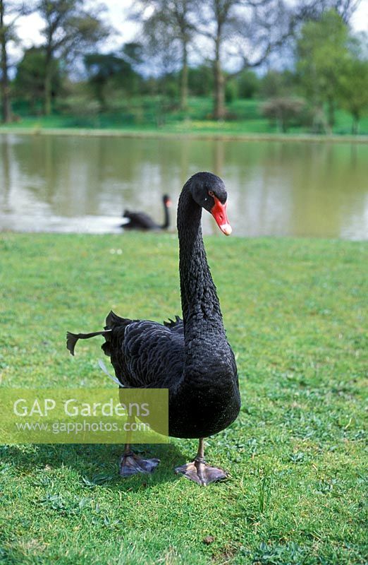 Black swan, Hatfield House