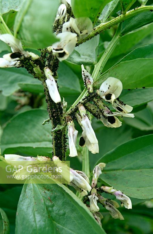Aphis fabae - Black bean aphid on broad bean 'Masterpiece Green Longpod'