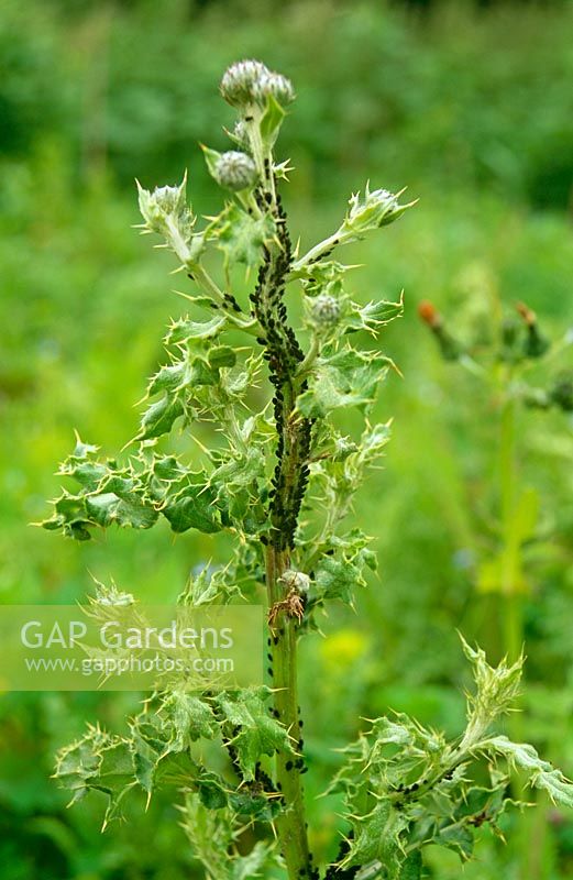 Aphis fabae - Black bean aphid on Cirsium arvense, creeping thistle - reason for keeping down weeds