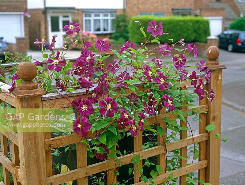 Wheely bin shelter camouflaged by  Clematis 'Etoile Violette' 