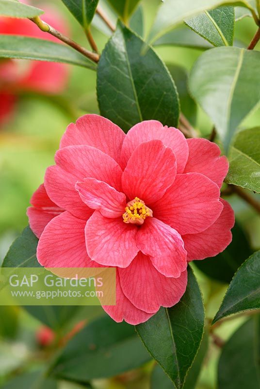 Camellia 'Freedom Bell' flowering in April