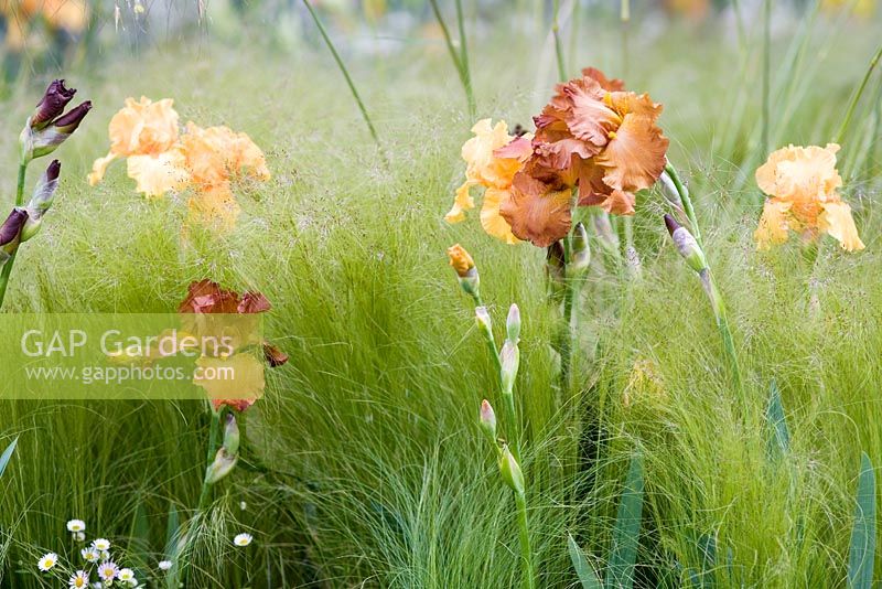 Iris 'Berkley gold' and Stipa tenuissima Iris Brasilia - Laurent-Perrier Garden,  Chelsea 2007