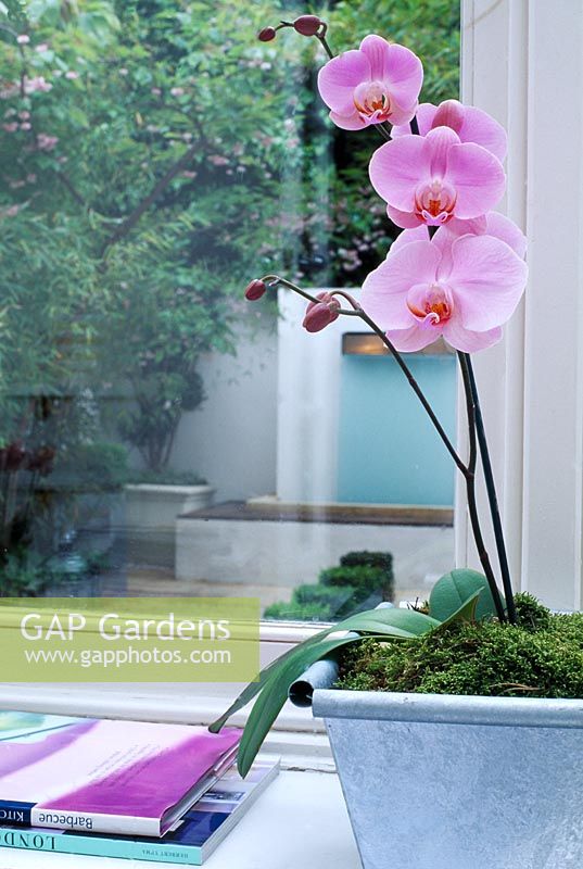 Pink Phalaenopsis (orchid) in metal container on window sill with view to Charles Worthington's minimalist garden. Designer - Stephen Woodhams