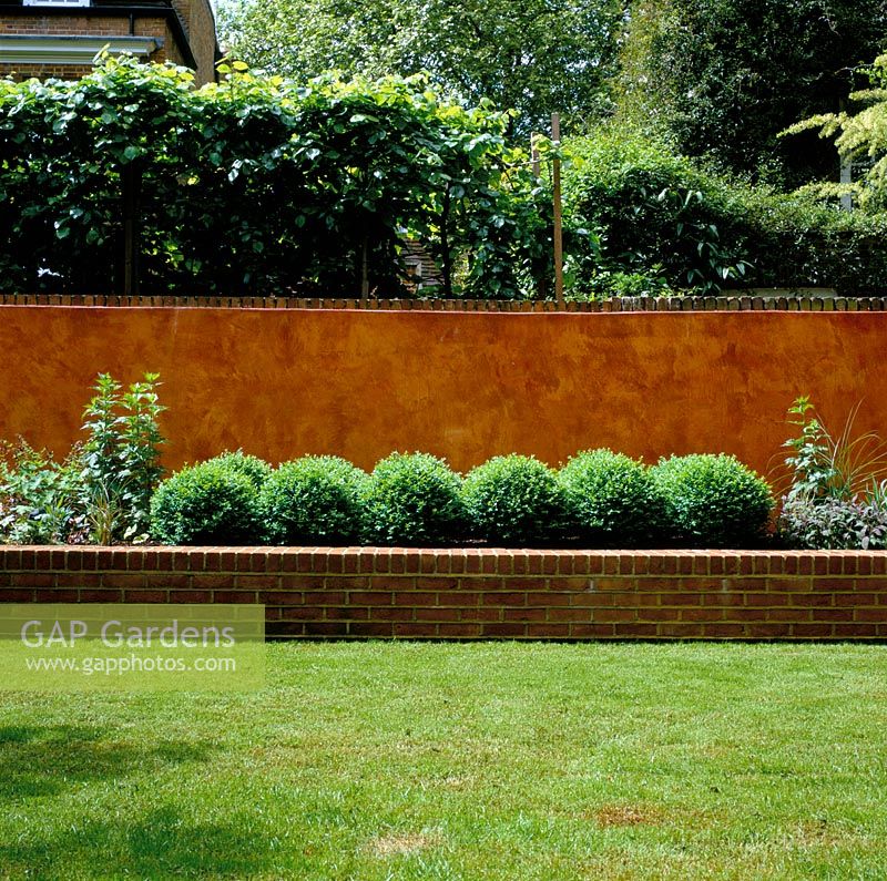 Raised bed with Buxus balls backed by italian polished plaster wall and pleached Tilia. Modernists town garden