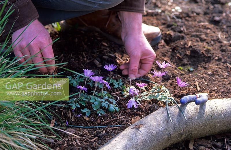 Marking the position of Anemone blanda plants with a wire hoop. Useful technique for any bulbs
