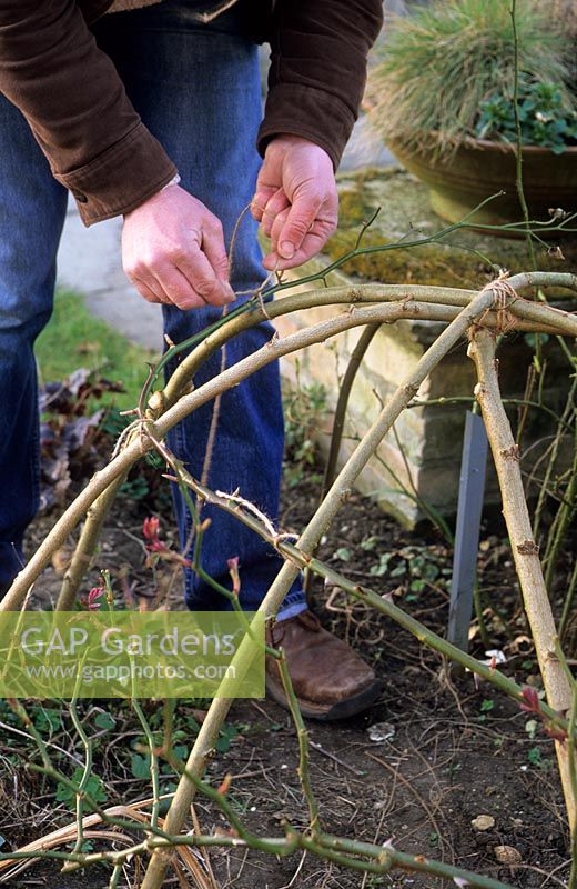 Tying stems of Rosa to dome using soft twine
