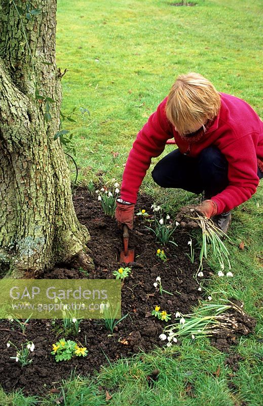 Woman re planting Galanthus - Snowdrops after dividing mature clump