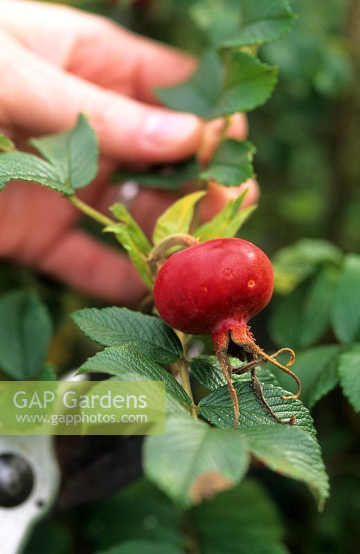 Rosa rugosa hip, collecting seed