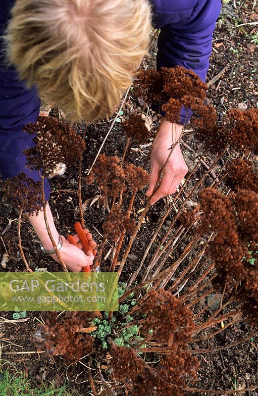 Cutting off dead stems of Sedum that have been left for winter interest