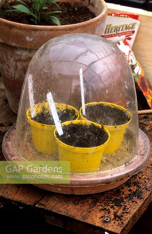 Pots of seeds under plastic cloche