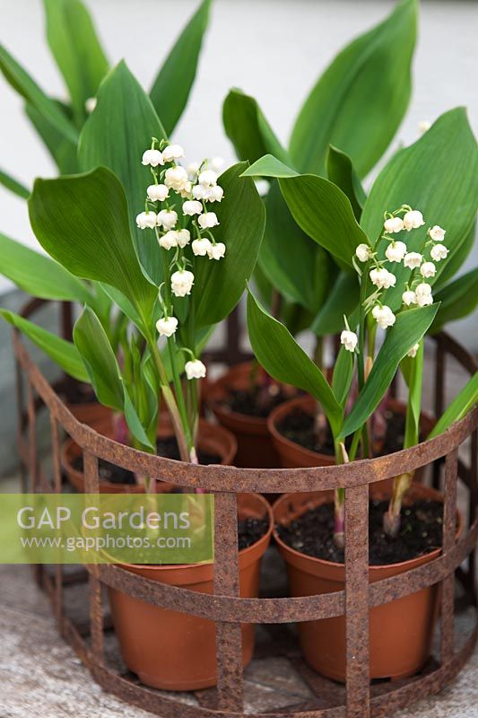 Convallaria majalis - Lily of the valley in old container 