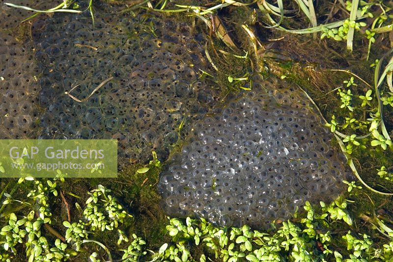 Mass of frogspawn in a spring pool