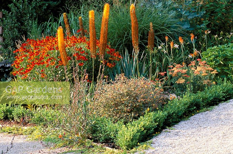 Lollipop Sorbus aria 'Lutescens', Eremurus 'Cleopatra' , Achillea 'Terracotta' and Helenium 'Moerheim Beauty' - The Rill Garden at Eastleach House, Gloucestershire