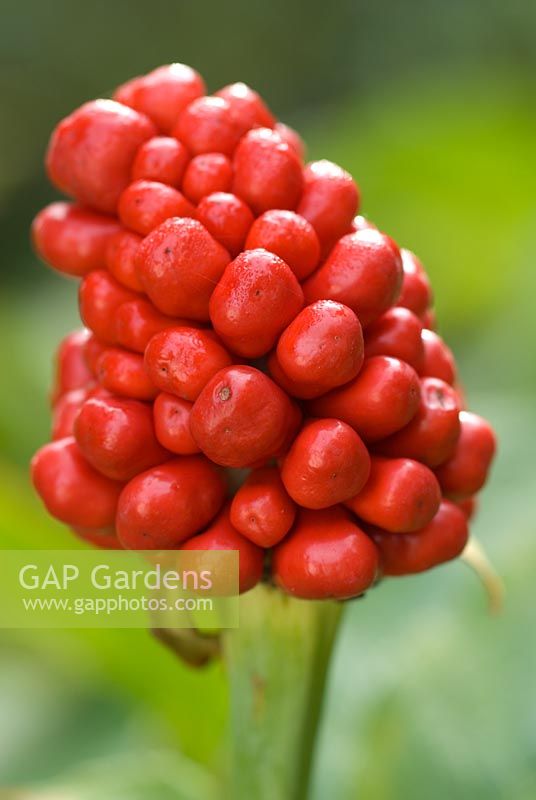 Cluster of bright red berries of Arisaema tortuosum