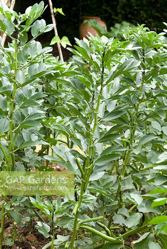 Vicia faba - Broad bean 'Masterpiece Green Longpod' with Black fly - Aphis fabae in organic vegetable garden
