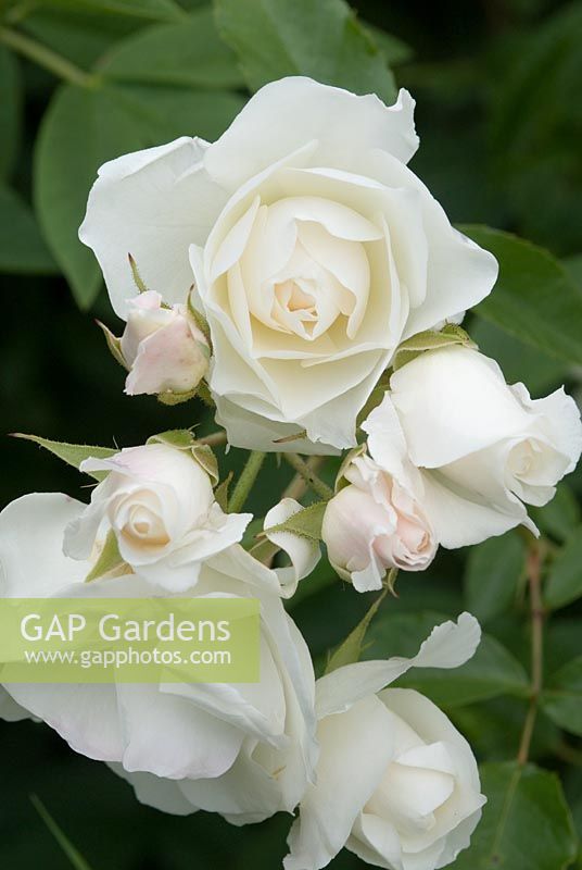 Rosa 'Iceberg', pure white scented flowers