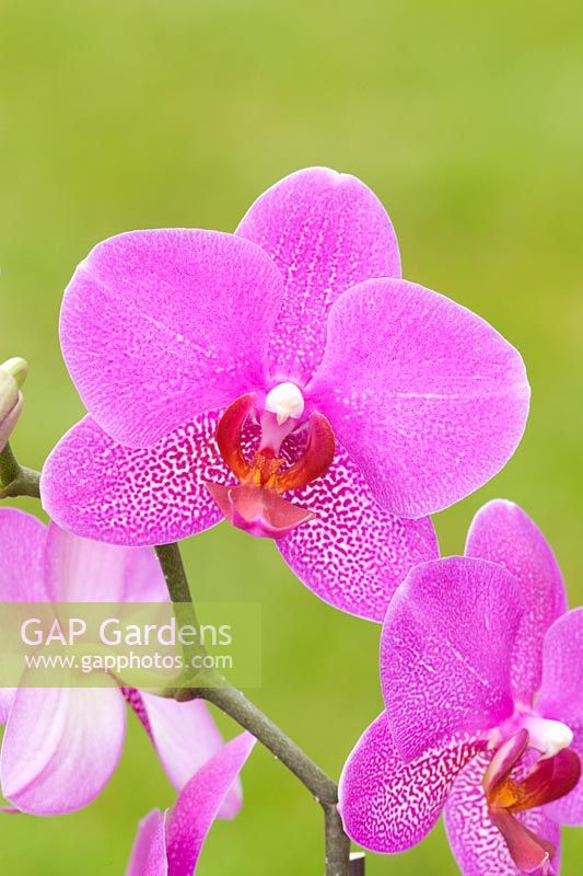 Orchid Cambria - Moth Orchid