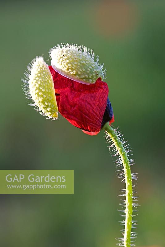 Papaver rhoeas - Field poppy bud loosing its outer sheath