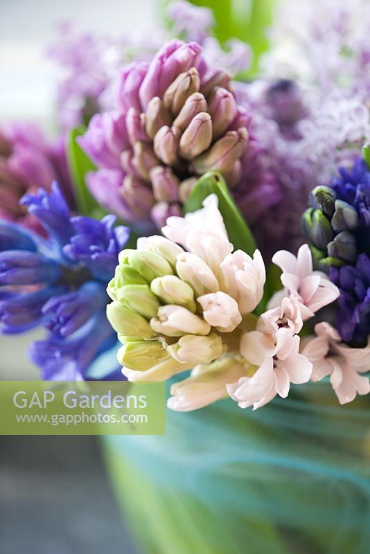 Floral arrangement with Hyacinths - Hyacinthus in glass vase
