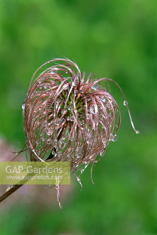 Seed head of Clematis alpina 'Frankie'