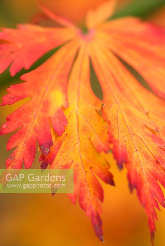 Acer japonicum 'Aconitifolium' - Fullmoon Maple