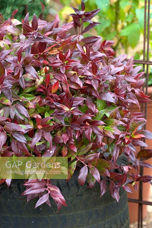 Leucothoe 'Scarletta' syn 'Zeblid' - Sierra Laurel planted in a rubber tyre container