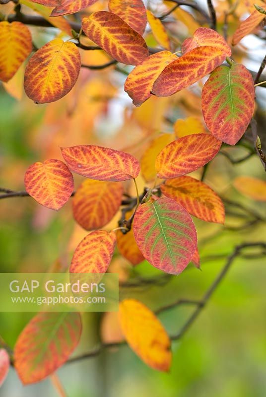 Autumn foliage on Amelanchier lamarckii - June Berry