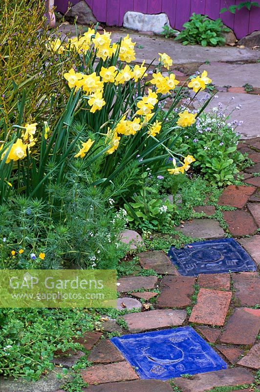 Narcissus 'Pippit' beside paving of brick and blue ceramic tiles - San Francisco, USA