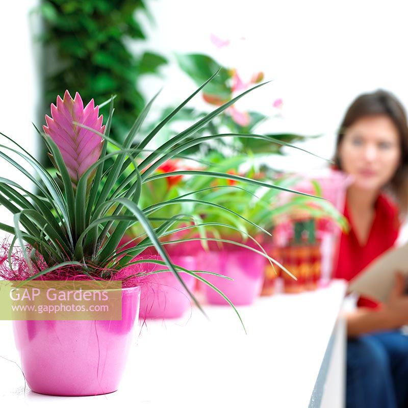 Houseplant with woman in background