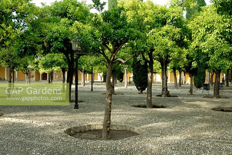 The Patio de los Naranjos (Courtyard of Orange Trees) at La Mezquita (The Mosque), Cordoba, Spain. The oldest surviving walled garden in Europe.