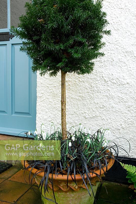 Taxus standard ball topiary in terracotta container underplanted with Galanthus nivalis - snwodrops and Ophiopogon planiscapus 'Nigrescens' outside front door Winter container February