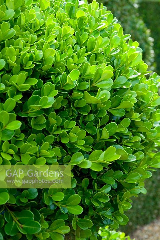 Buxus sempervirens - Topiary ball Box