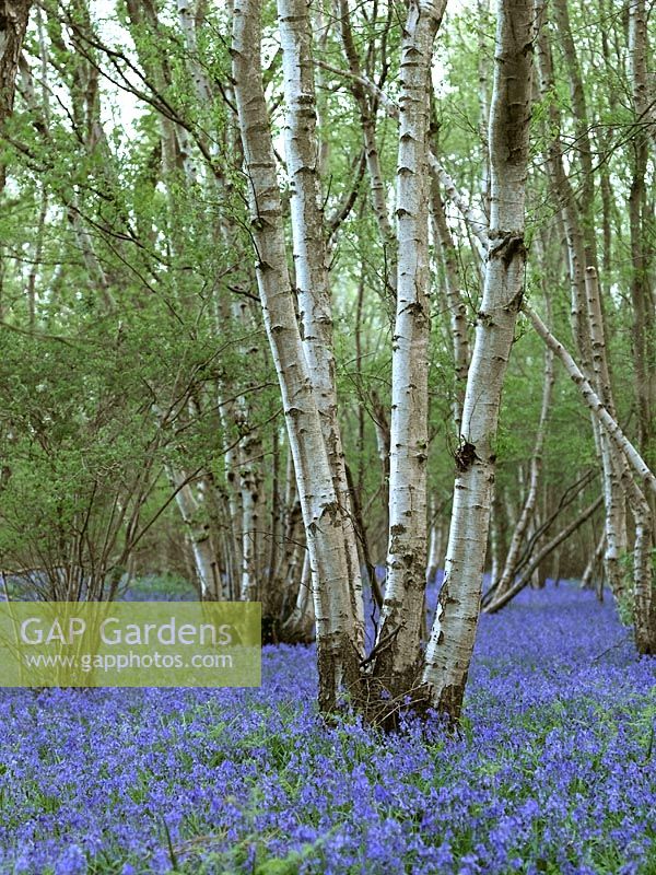 Hyacinthoides hispanica - Bluebell wood