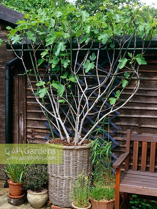 Espalier trained Ficus 'Brown Turkey' - Fig tree in willow basket container