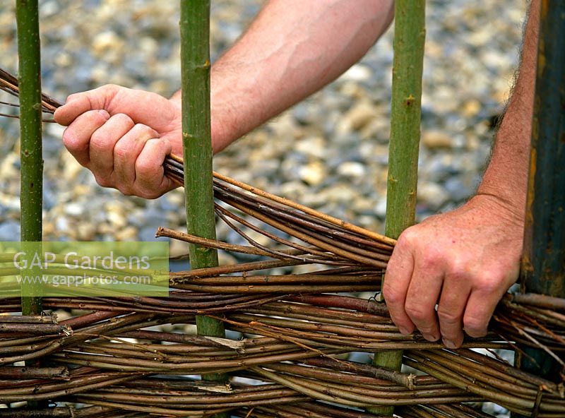 Weaving a willow fence