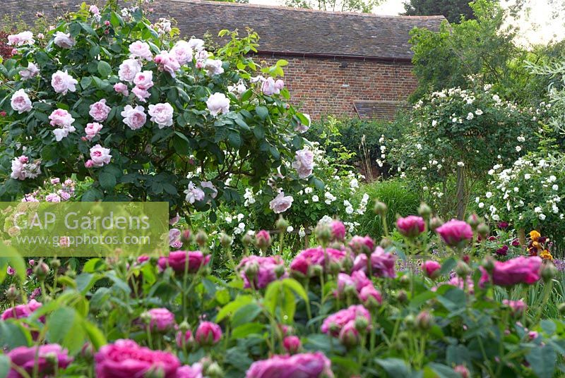 Rosa 'Souvenir de la Malmaison' standard in rose garden with Rosa 'Madame Hardy' in 
background