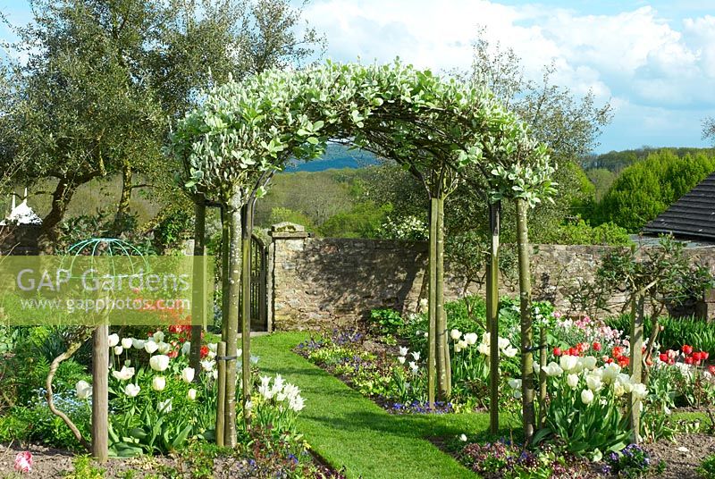 Carpinus betulus - Hornbeam arch over grass path in walled spring cutting garden with white and red Tulipa and Primula auriculas