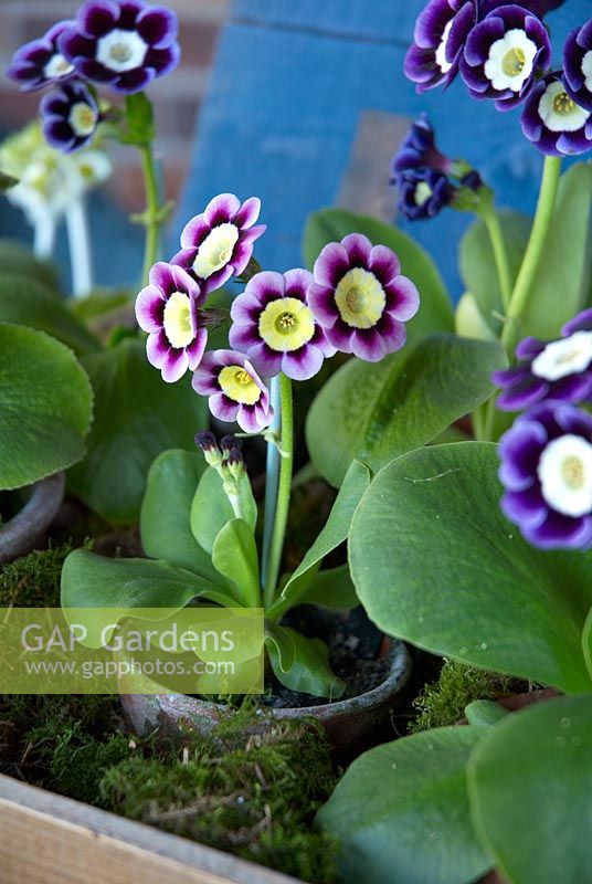 Auricula 'Lillibet' detail displayed in box with moss 