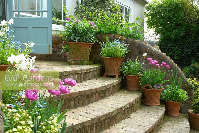 Brick steps leading from garden to conservatory with pots of tulips 'Lilac Perfection, Myosotis - Forgetmenots and Narcissus 