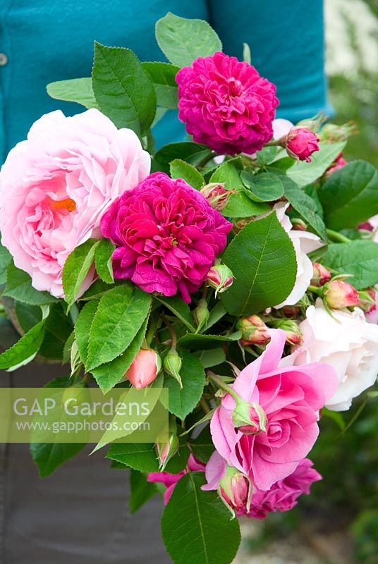 Woman holding just cut mixed bunch of pink roses - Rosa 'Gertrude Jekyll', Rosa Madame Isaac Periere, Rosa 'Eglantyne'
