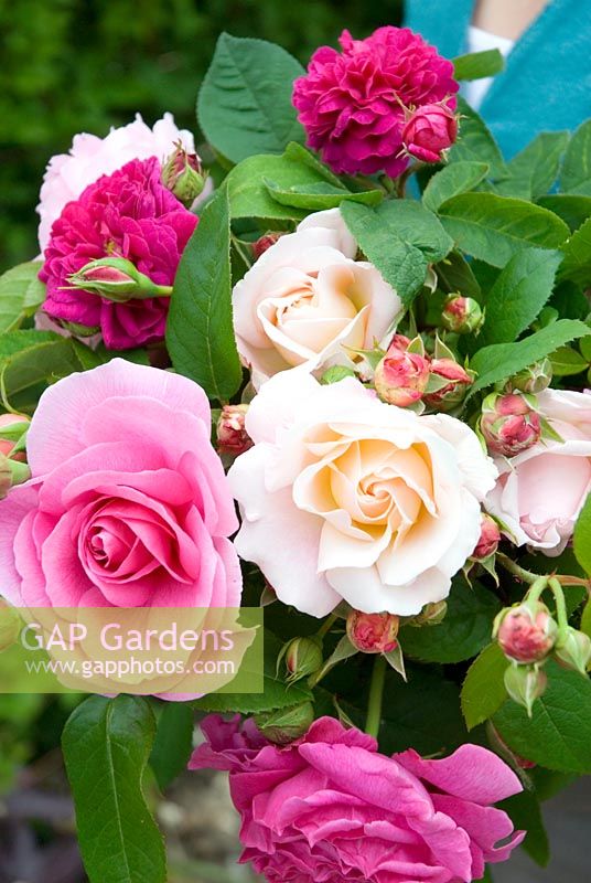 Woman holding bunch of cut roses - Rosa 'Gertrude Jekyll',Rosa 'Heritage' and Rosa 'Madame Isaac Periere'