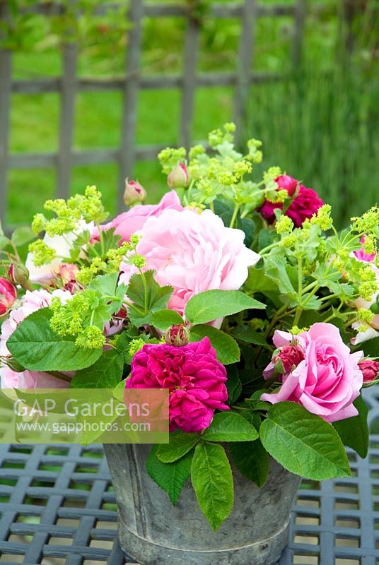 Rose arrangement with Alchemilla mollis in old metal bucket - Rosa 'Madame Isaac Periere' 